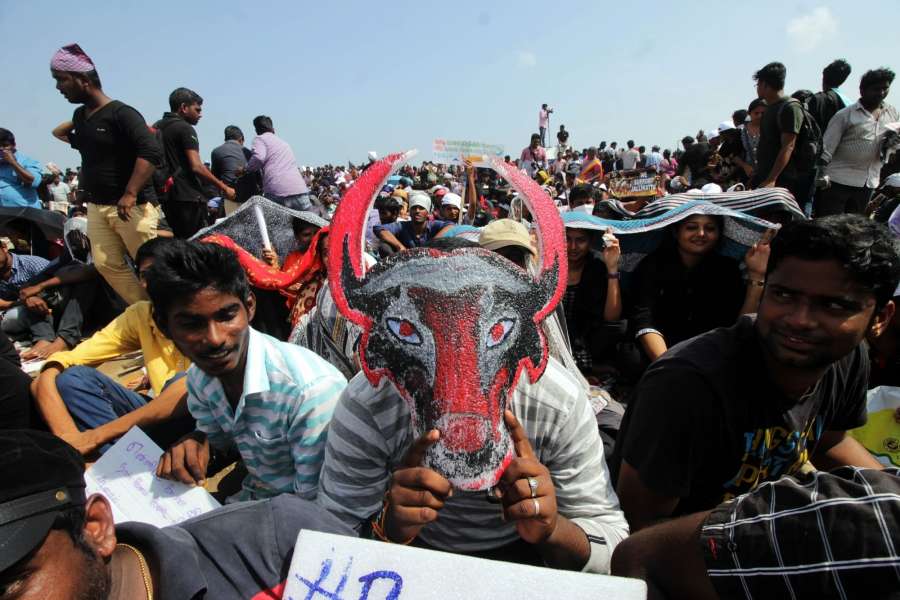 Chennai: People in large numbers stage a demonstration in favour of Jallikattu in Chennai on Jan 21, 2017. (Photo: Parthibhan/IANS) by .