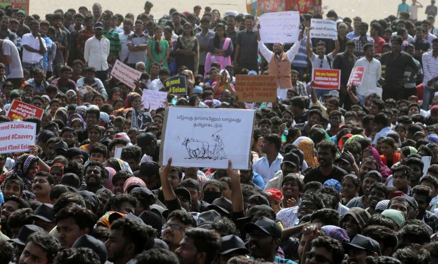 Chennai: People in large numbers stage a demonstration in favour of Jallikattu in Chennai on Jan 19, 2017. (Photo: IANS) by .