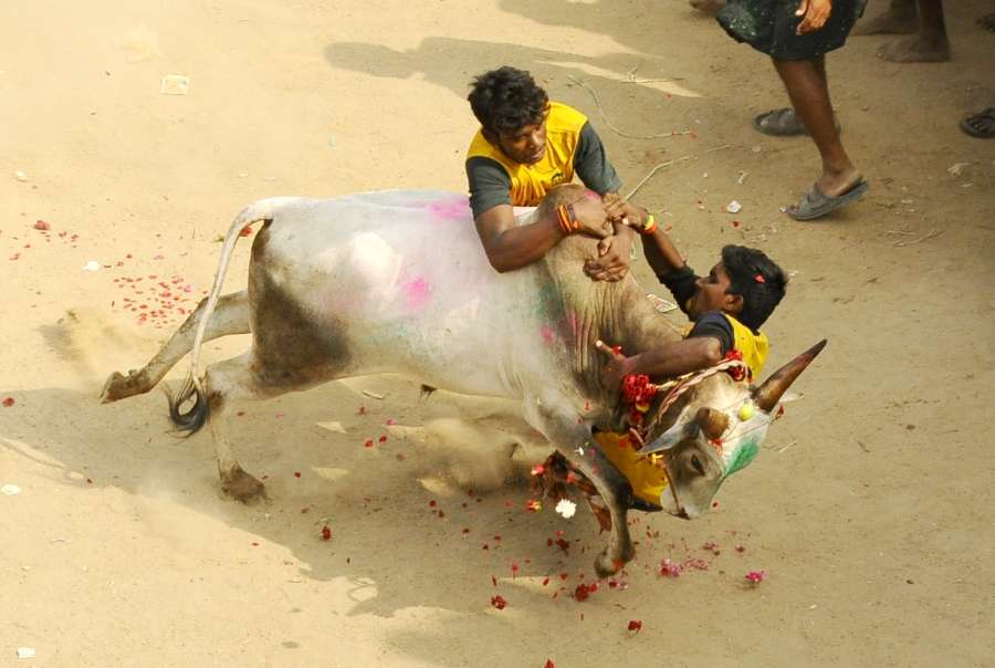 Alanganallur: People participate in Jallikattu despite Supreme Court ban in Alanganallure of Madurai on Jan 16, 2017. Jallikattu is popular and ancient bull-taming sport, played usually around Pongal festival in Tamil Nadu, (Photo: IANS) by .