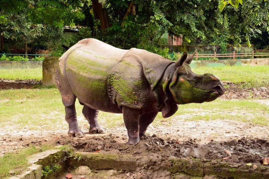 Kolkata: A rhinoceros at the Alipore Zoological Gardens in Kolkata on Sept 24, 2016. (Photo: Kuntal Chakrabarty/IANS)