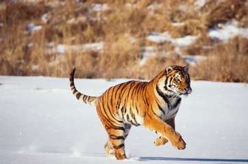 Siberian tiger running in snow by .