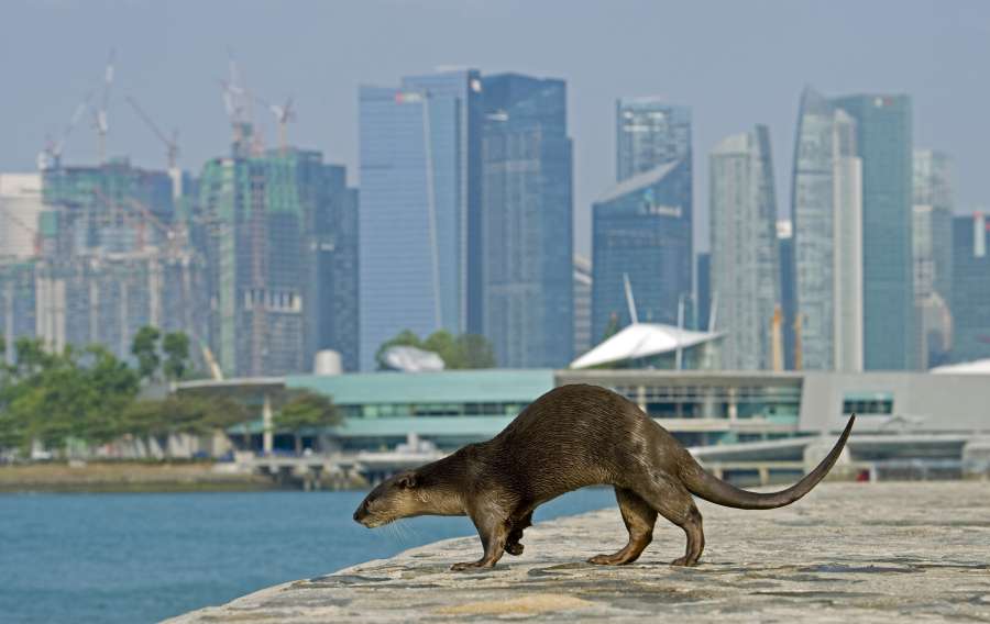 SINGAPORE-OTTER IN THE CITY