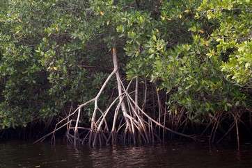 Swamp of red mangrove, Rhizophora mangle, in the Collier-Seminole Park of southern Florida by .