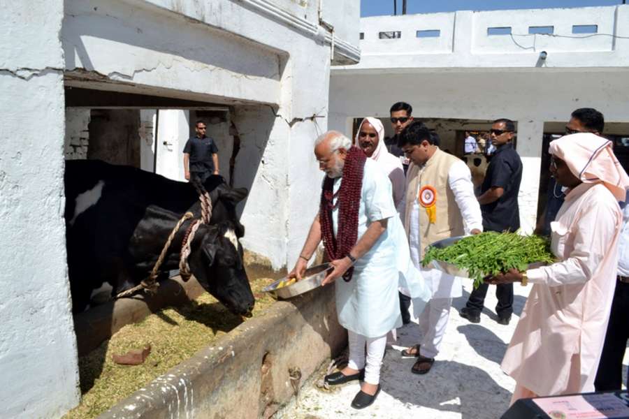 Varanasi: Prime Minister Narendra Modi feeds cows at Garwaghat Ashram in Varanasi on March 6, 2017. (Photo: IANS) by .