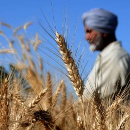 Amritsar: A farmer inspects ears of wheat plants on Baisakhi in Amritsar, on April 13, 2016. (Photo: IANS) by .