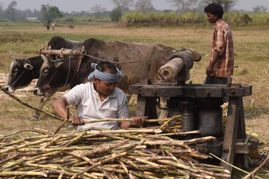 Nagaon: A man extracts sugarcane juice in traditional manner at Pathori village in Nagaon district of Assam on Feb 158, 2017. (Photo: IANS) by .