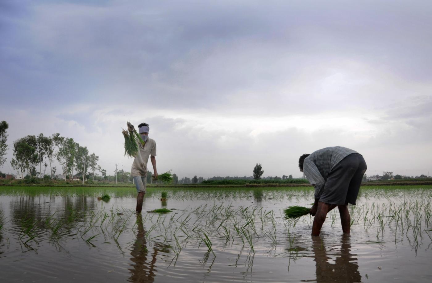 Amritsar: Farmers busy transplanting paddy saplings in a field on the outskirts of Amritsar on June 23, 2018. The total area sown under kharif crop as on June 22 stood at 115.9 lakh hectares as against 128.35 lakh hectares at this time last year. According to Agriculture Ministry rice has been sown in 10.67 lakh hectares, pulses in 5.91 lakh hectares, coarse cereals in 16.69 lakh hectares, sugarcane in 50.01 lakh hectares, oil seeds in 5.03 lakh hectares, jute and mesta in 6.91 lakh hectares and cotton in 20.68 lakh hectares. (Photo: IANS) by .