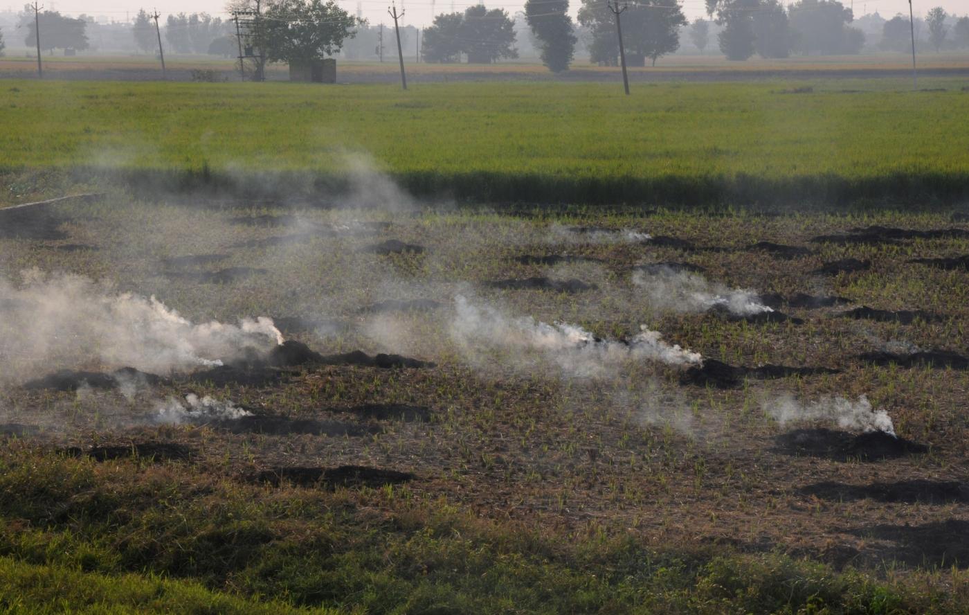 Amritsar: Paddy stubble being burnt in a field on the outskirts of Amritsar, on Oct 12, 2018. (Photo: IANS) by .