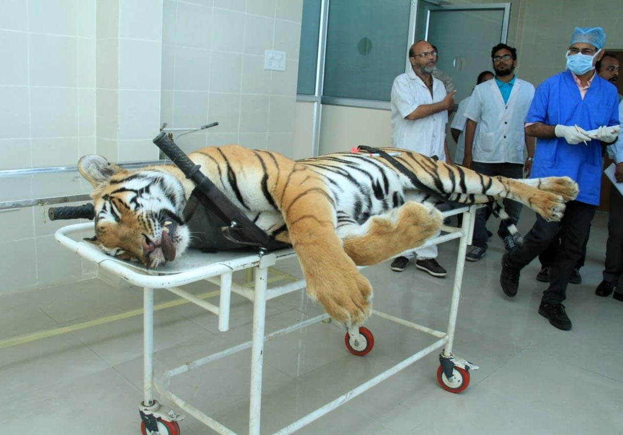 Nagpur: The carcass of tigress Avni or T1 arrives for an autopsy at Gorewada Rescue Centre in Nagpur on Nov 3, 2018. Avni or T1, who is believed to be responsible for killing and devouring 13 humans in the Pandharkawada- Ralegaon forests of Yavatmal district in eastern Maharashtra over the last two years. In September this year, the Supreme Court had said Avni or T1, as she is called, could be shot at sight, which prompted a flurry of online petitions seeking pardon for the tigress. (Photo: IANS) by .