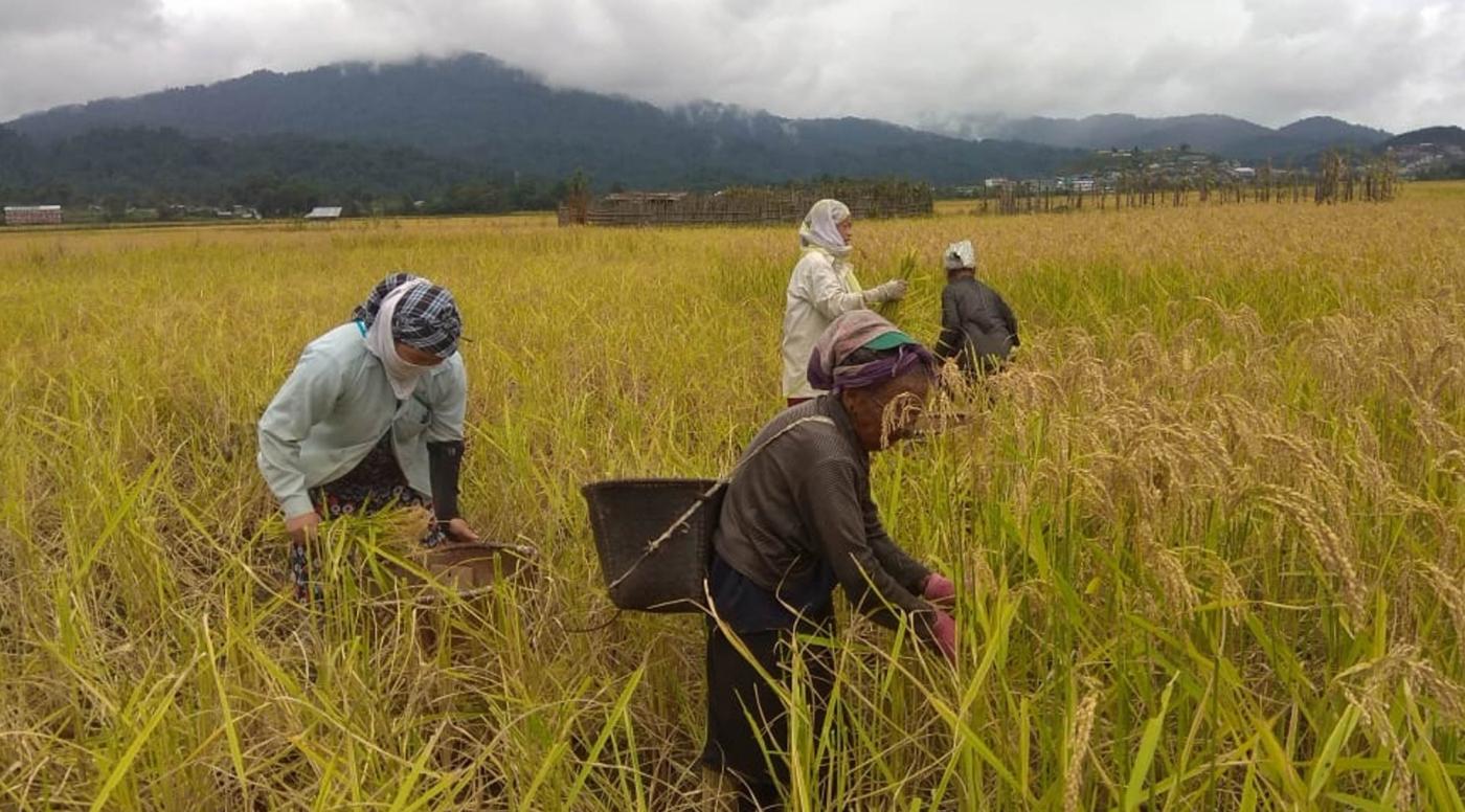 Ziro: Farmers busy in the harvest of paddy crop at an agricultural field, in Arunachal Pradesh's Ziro on Sept 26, 2018. (Photo: IANS) by .