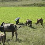 Ranchi: Cattle grazing near a paddy field, in Ranchi on Oct 15, 2018. (Photo: IANS) by .