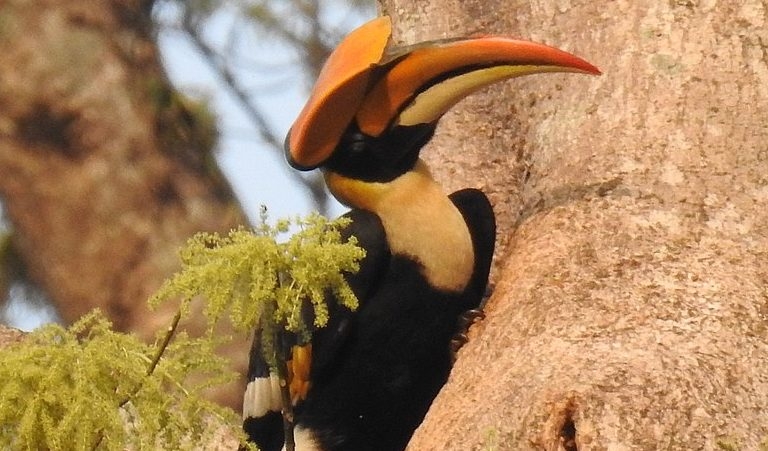 The Great Hornbill. Photo by Aparajita Datta/Wikimedia Commons. by .