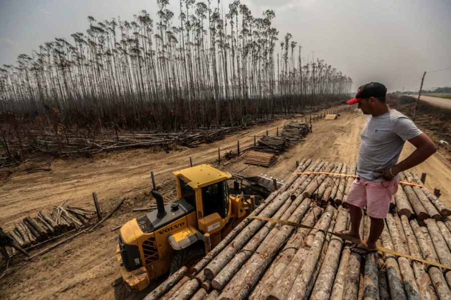 HUMAITA, Aug. 27, 2019 (Xinhua) -- Photo taken on Aug. 25, 2019 shows a destroyed eucalyptus plantation after fire in Humaita, the state of Amazonas, Brazil. BRAZIL OUT (Gabriela Biro/Agencia Estado/Handout via Xinhua/IANS) by .